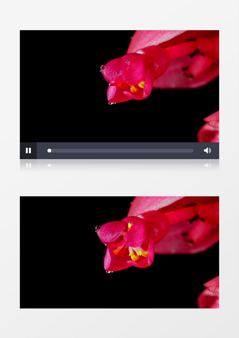 延时拍摄红色的花朵绽放过程实拍视频素材