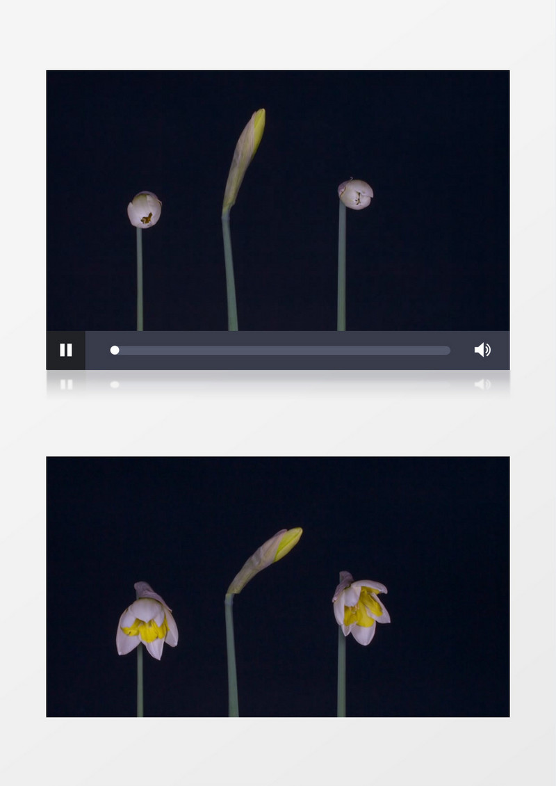 延时拍摄黄水仙的绽放过程实拍视频素材
