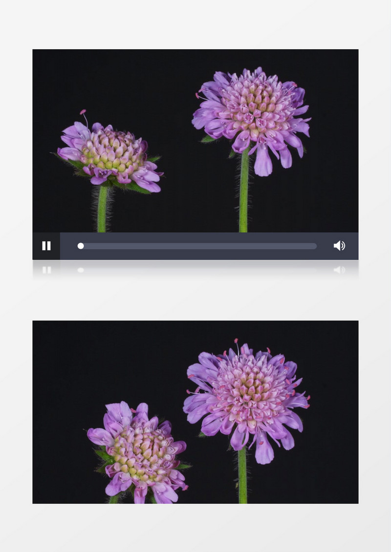 延时拍摄蓝盆花绽放过程实拍视频素材