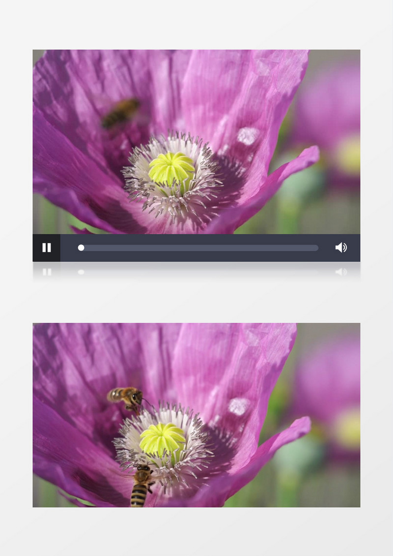 实拍蜜蜂在花蕊中采蜜实拍视频素材