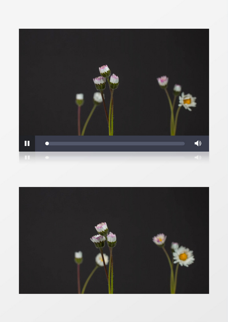 延时拍摄雏菊绽放过程实拍视频素材