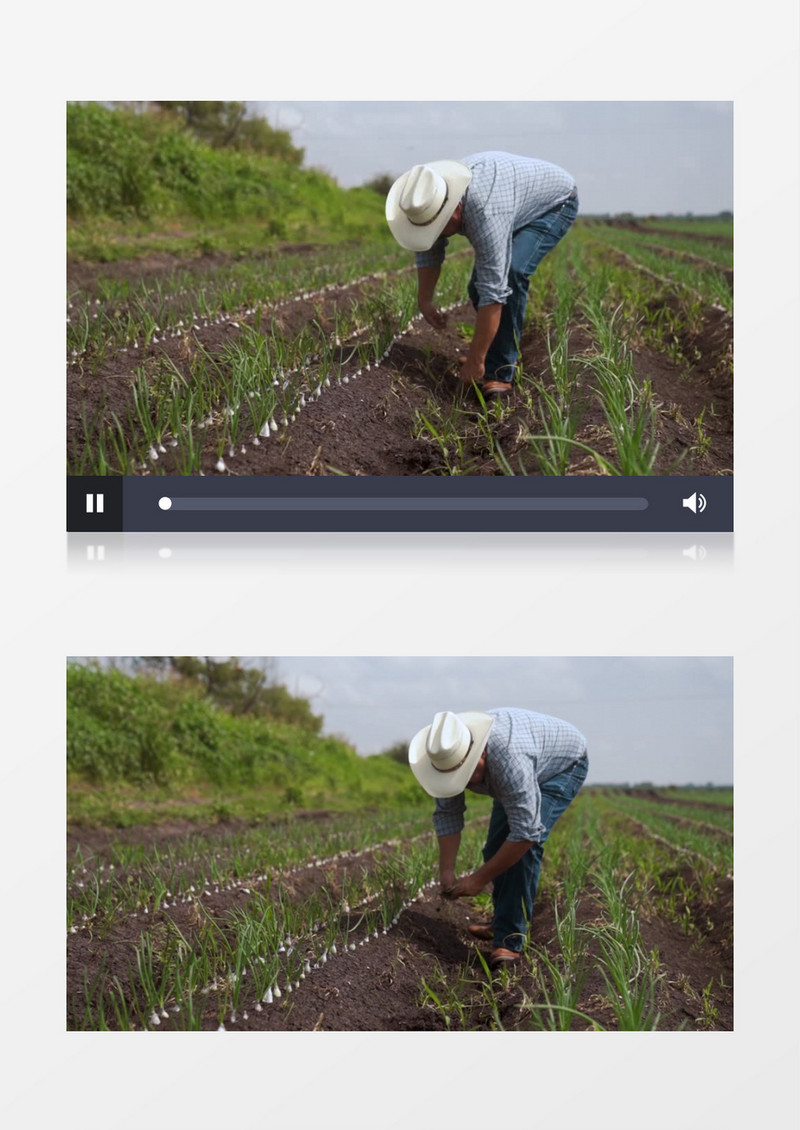 农民在菜园里拔草实拍视频素材