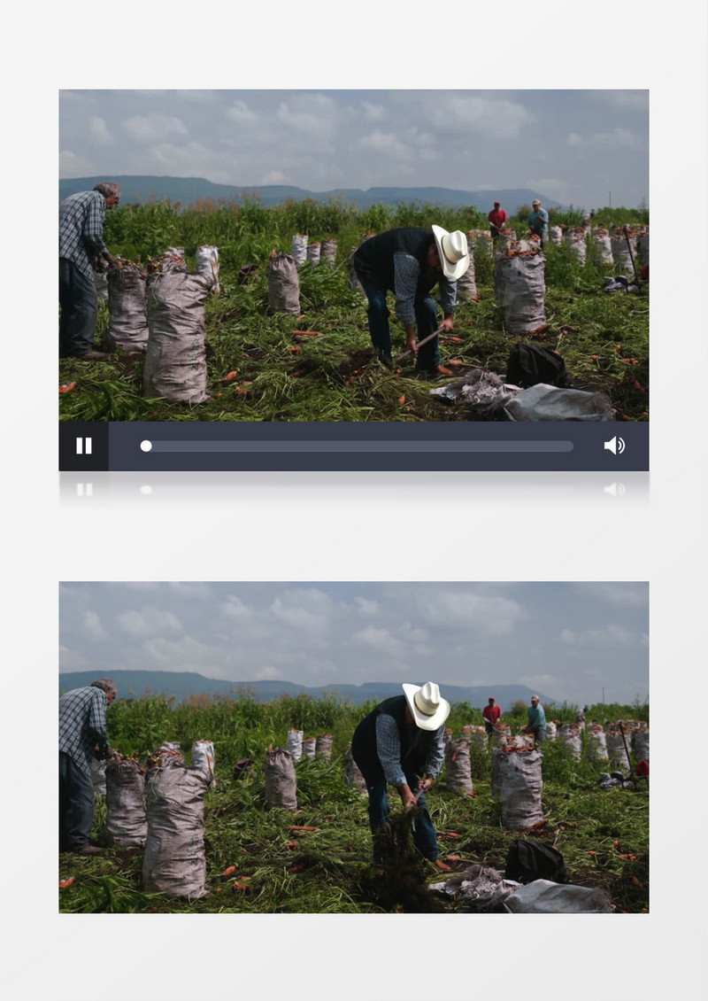 农民在挖胡萝卜实拍视频素材