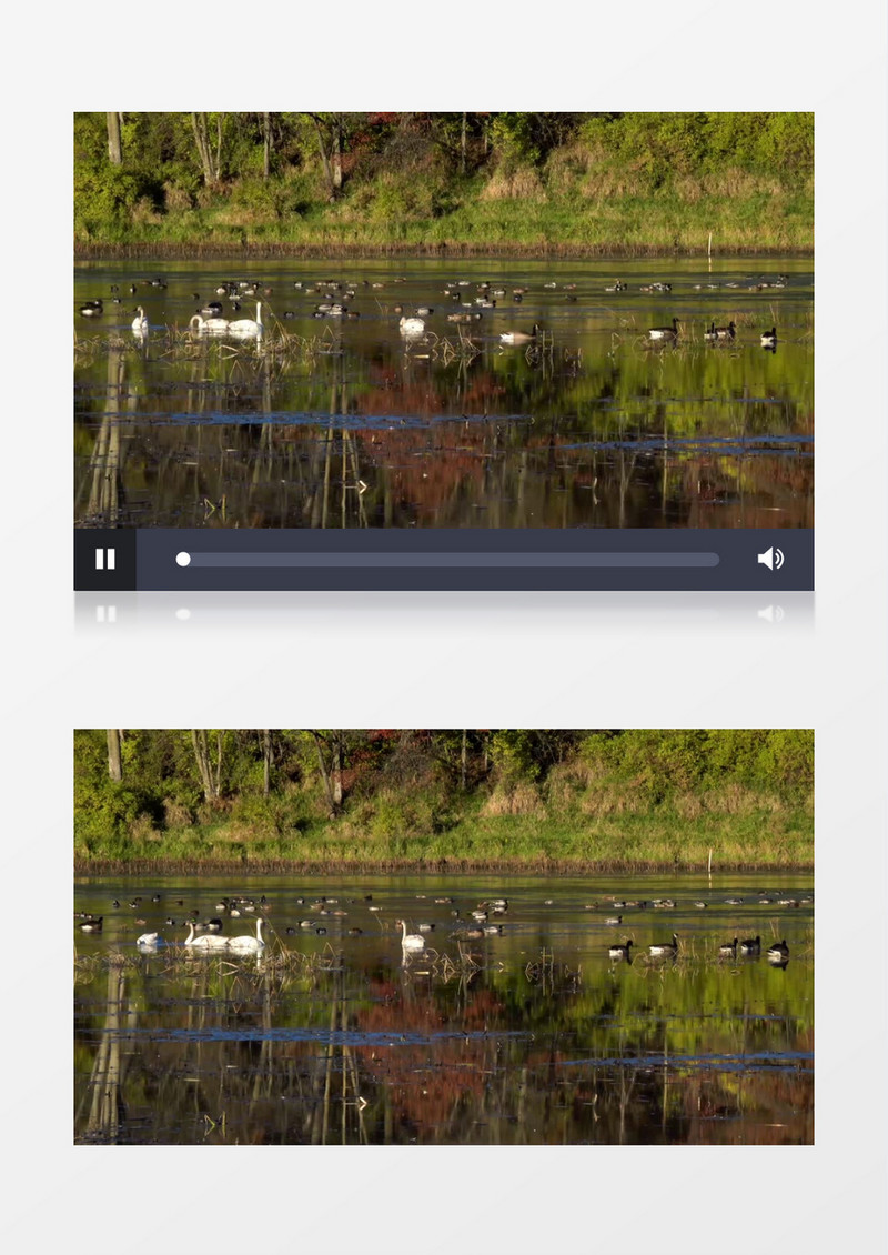一群鸭子在水面觅食实拍视频素材