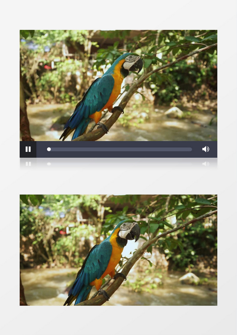 一只金刚鹦鹉站立在树枝上实拍视频素材