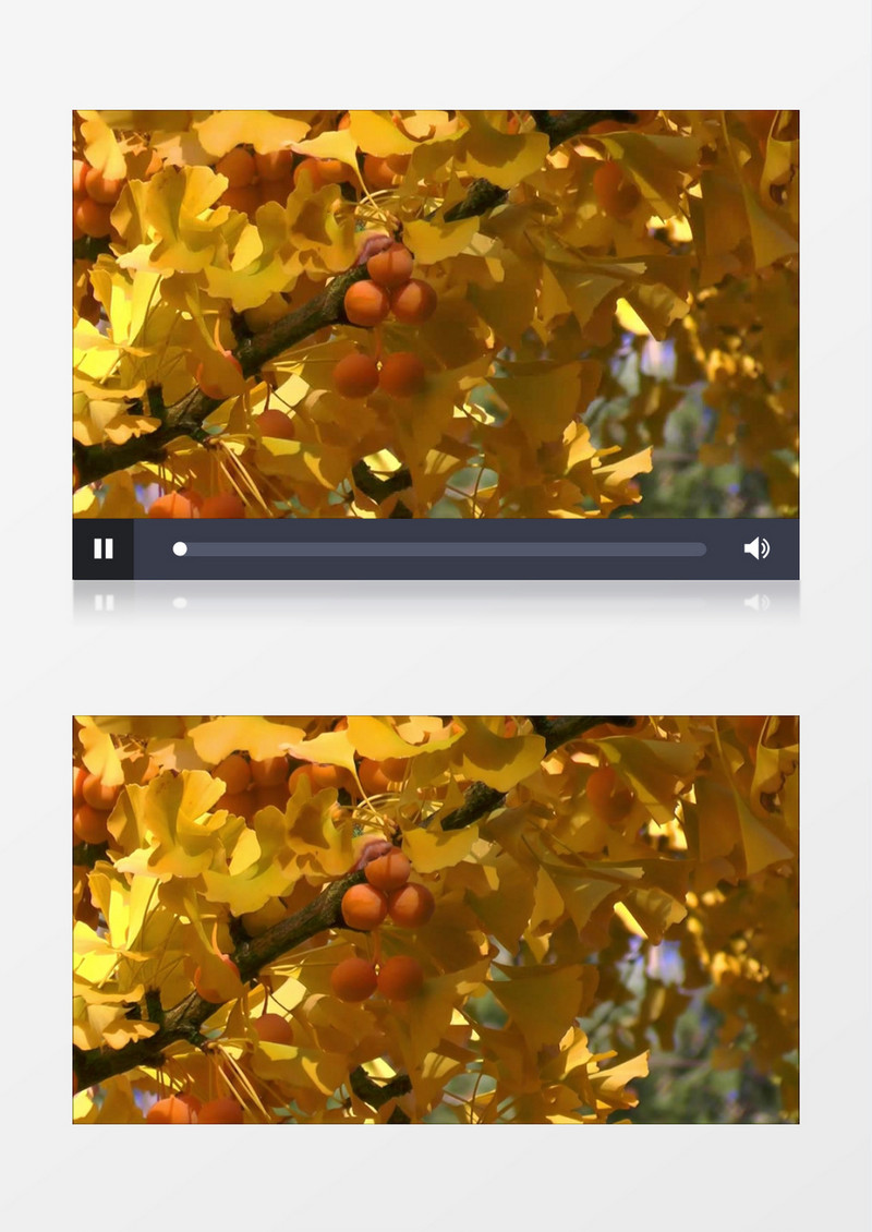 银杏树上结满了果实实拍视频素材