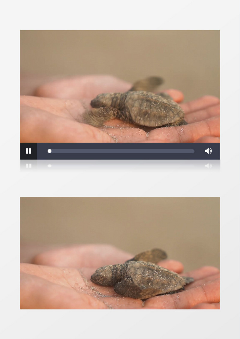 一只小海龟在挥动双臂实拍视频素材