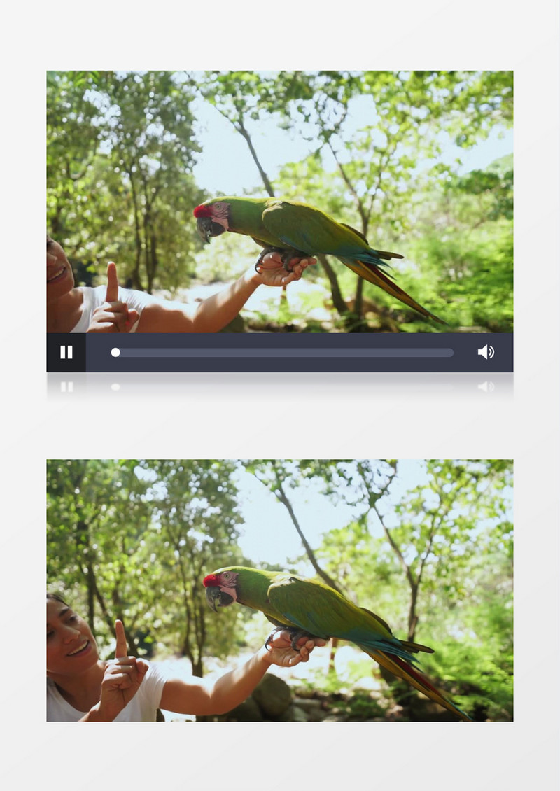 鹦鹉站立在人的手上实拍视频素材
