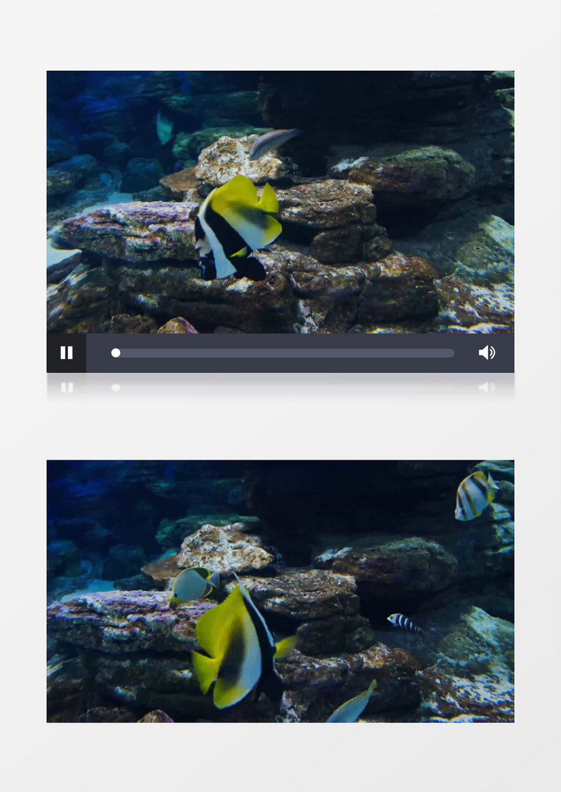 几条鱼在水中穿梭游走实拍视频素材