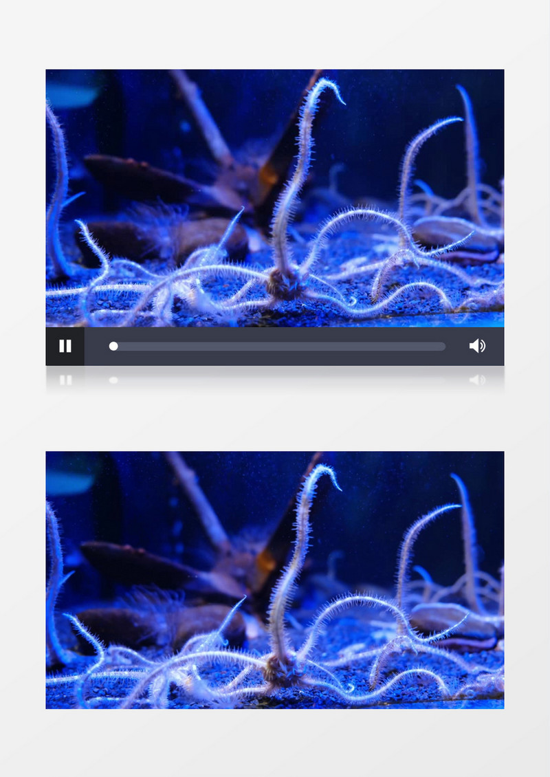 水底下美丽的蛇尾纲实拍视频素材