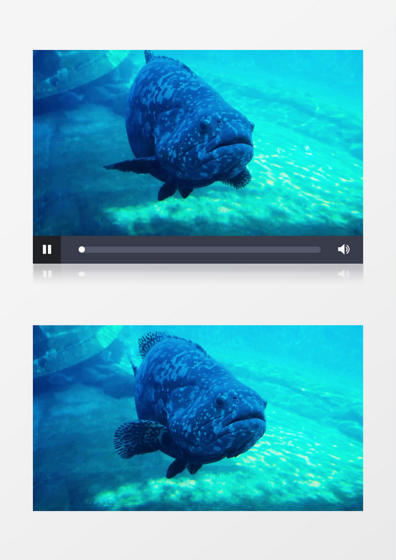 一条石斑鱼在水中游走实拍视频素材