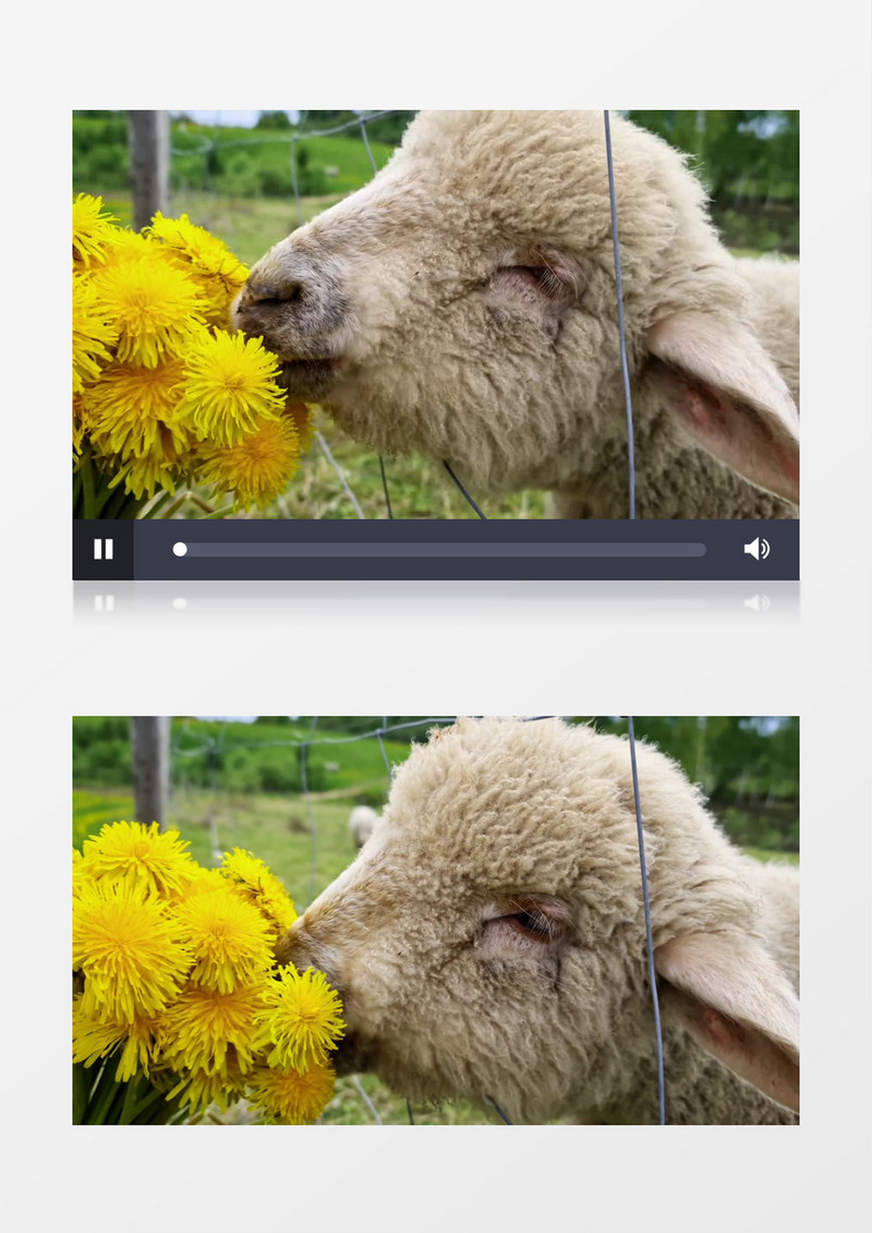 一只绵羊在吃菊花实拍视频素材