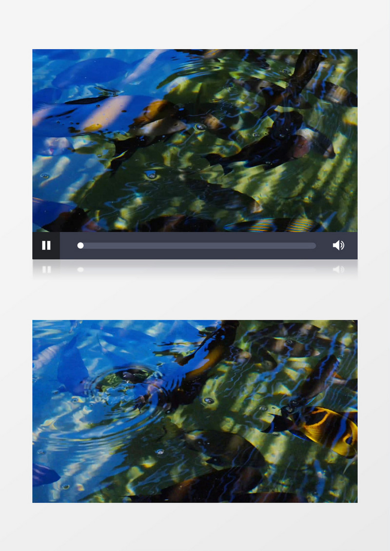 在水中缓慢游走的鱼群实拍视频素材