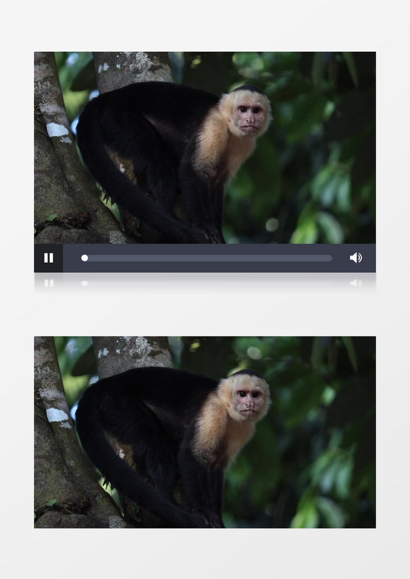一只卷尾猴蹲坐在树干上实拍视频素材