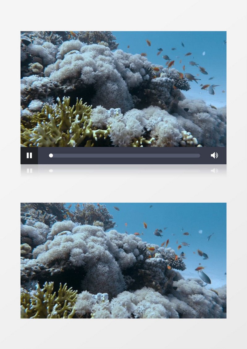 海洋中的各种鱼类在游走实拍视频素材