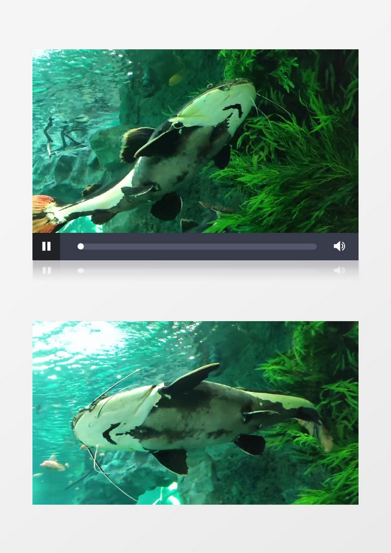 几条红尾鲶在水中穿梭实拍视频素材