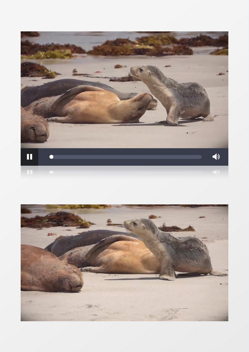 几只海豹在沙滩上实拍视频素材