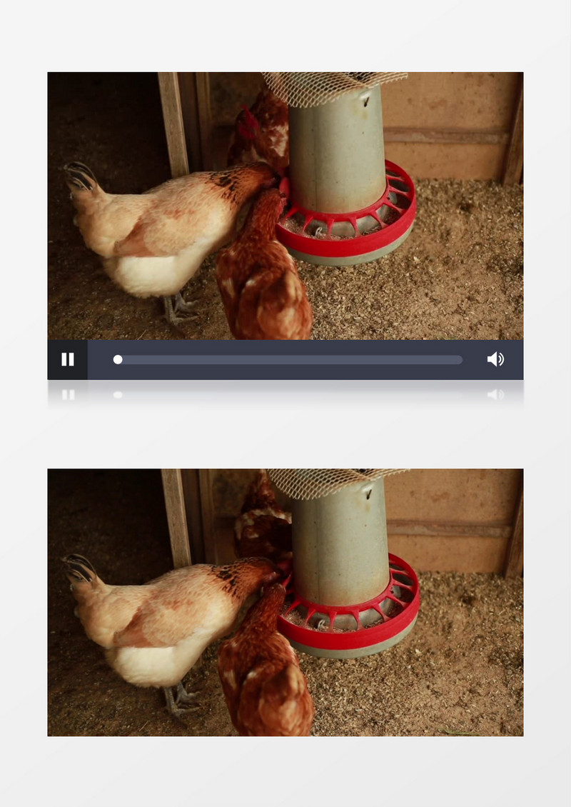 几只鸡在喂食器上觅食实拍视频素材