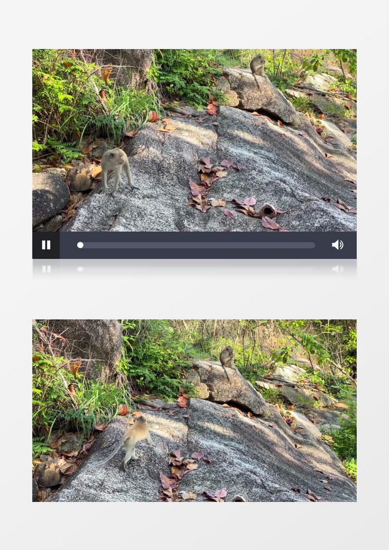 两只猴子在海边的石头上行走实拍视频素材