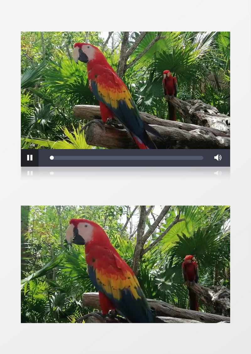 鹦鹉站在树干上实拍视频素材