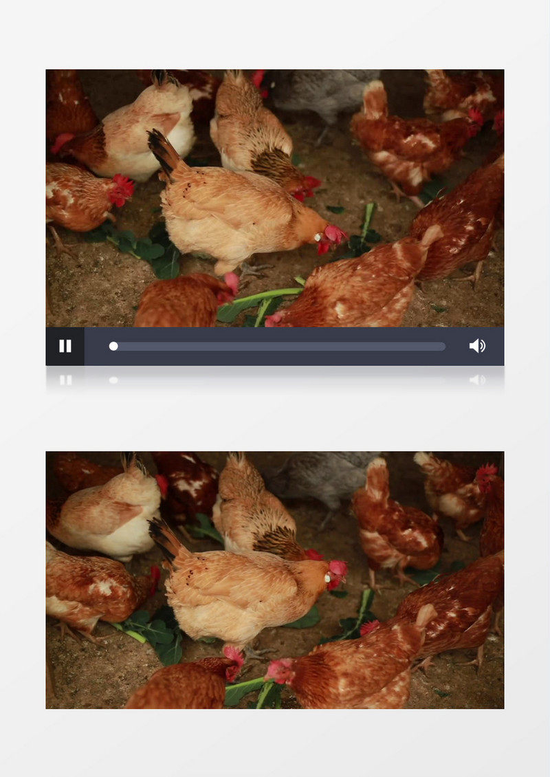 一群鸡在地面上觅食实拍视频素材