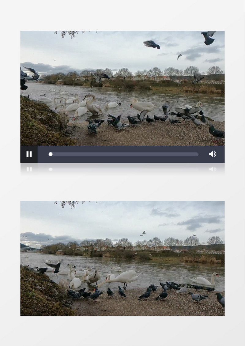 一群鸽子和天鹅在水中觅食实拍视频素材