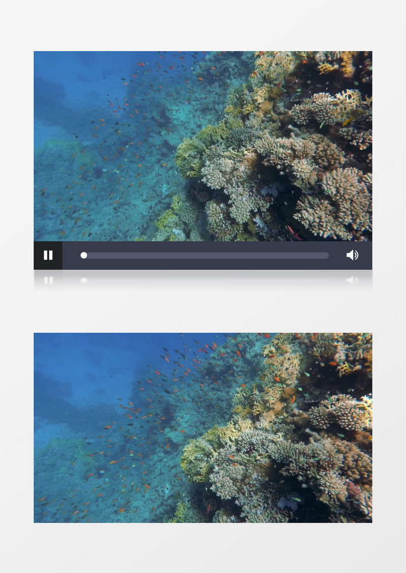 一群鱼在海底的珊瑚中穿梭实拍视频素材