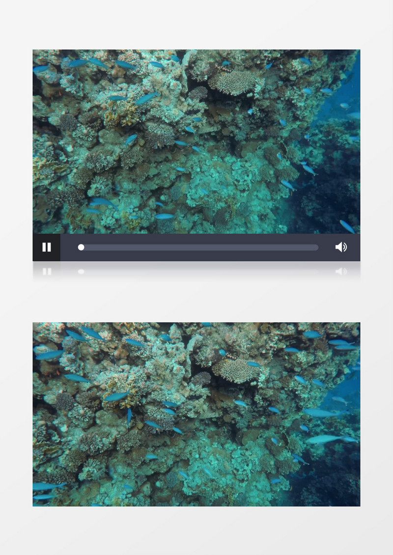 一群鱼在水底穿梭实拍视频素材