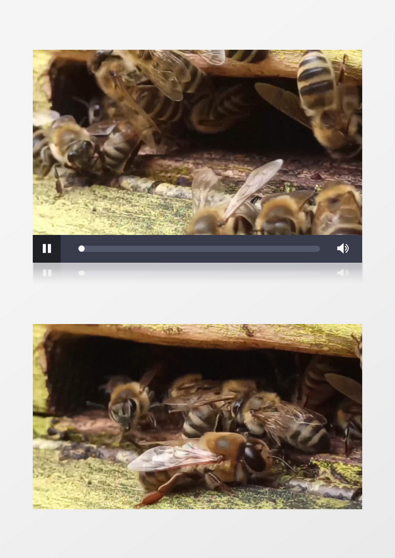 一群蜜蜂在酿蜜实拍视频素材