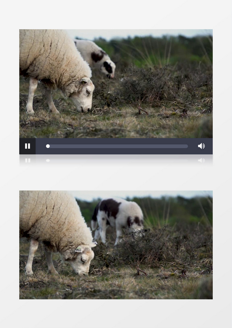 两只羊在草地上吃草实拍视频素材