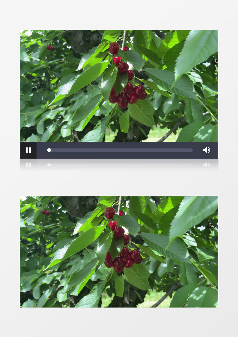 一串樱桃在树枝上晃动实拍视频素材