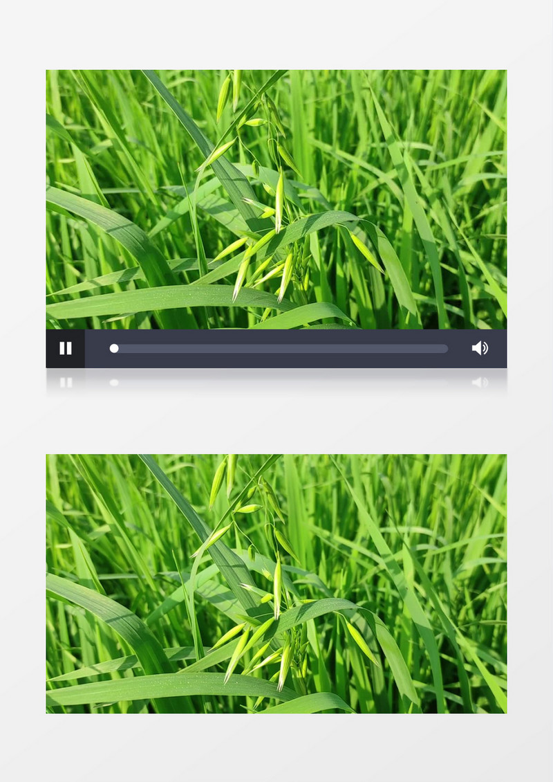 在微风中晃动的小草实拍视频素材