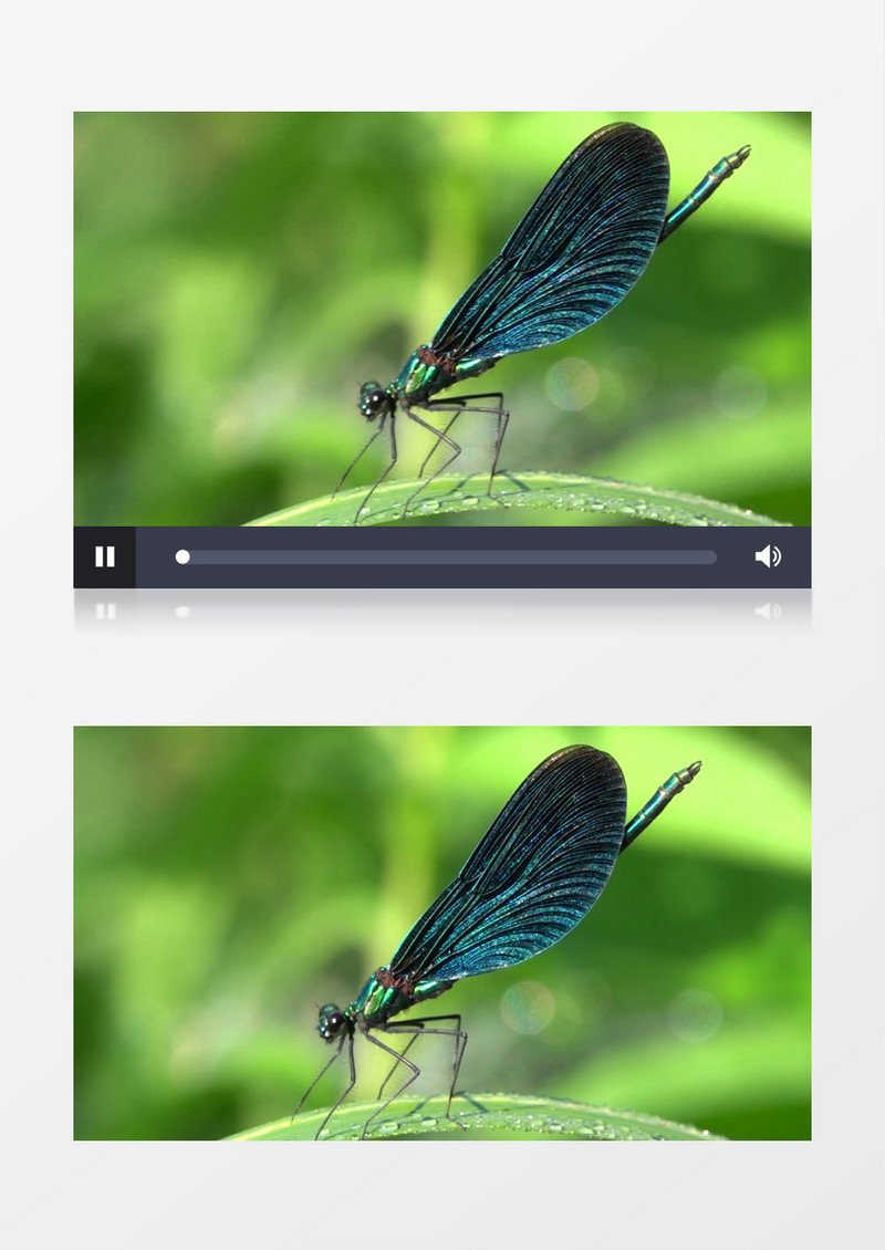 一只小蜻蜓趴在树叶上实拍视频素材