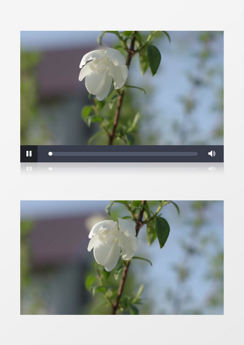 一朵绽放的白色山梅花实拍视频素材