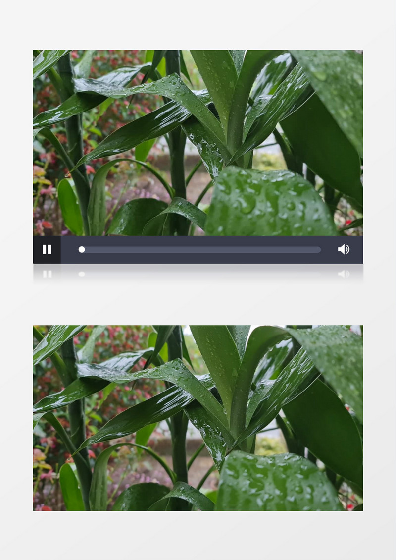 水滴不断滴落在植物叶子上实拍视频素材