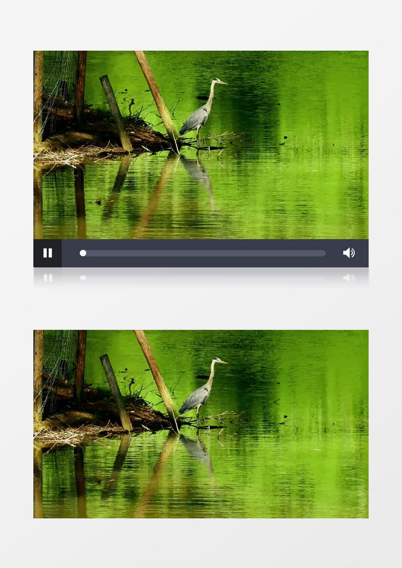 一只苍鹭站在水边张望实拍视频素材