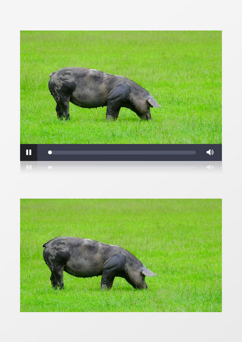 一头黑猪在草地上觅食实拍视频素材