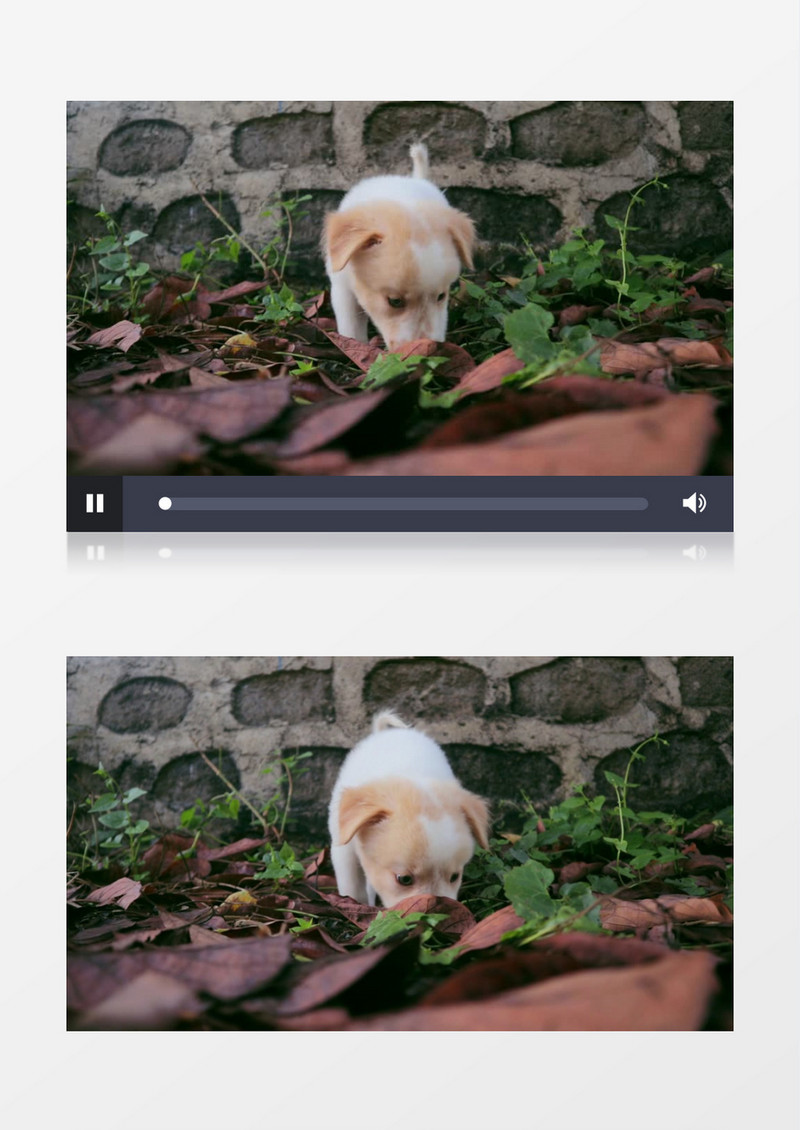 小狗在草地里寻觅食物实拍视频素材