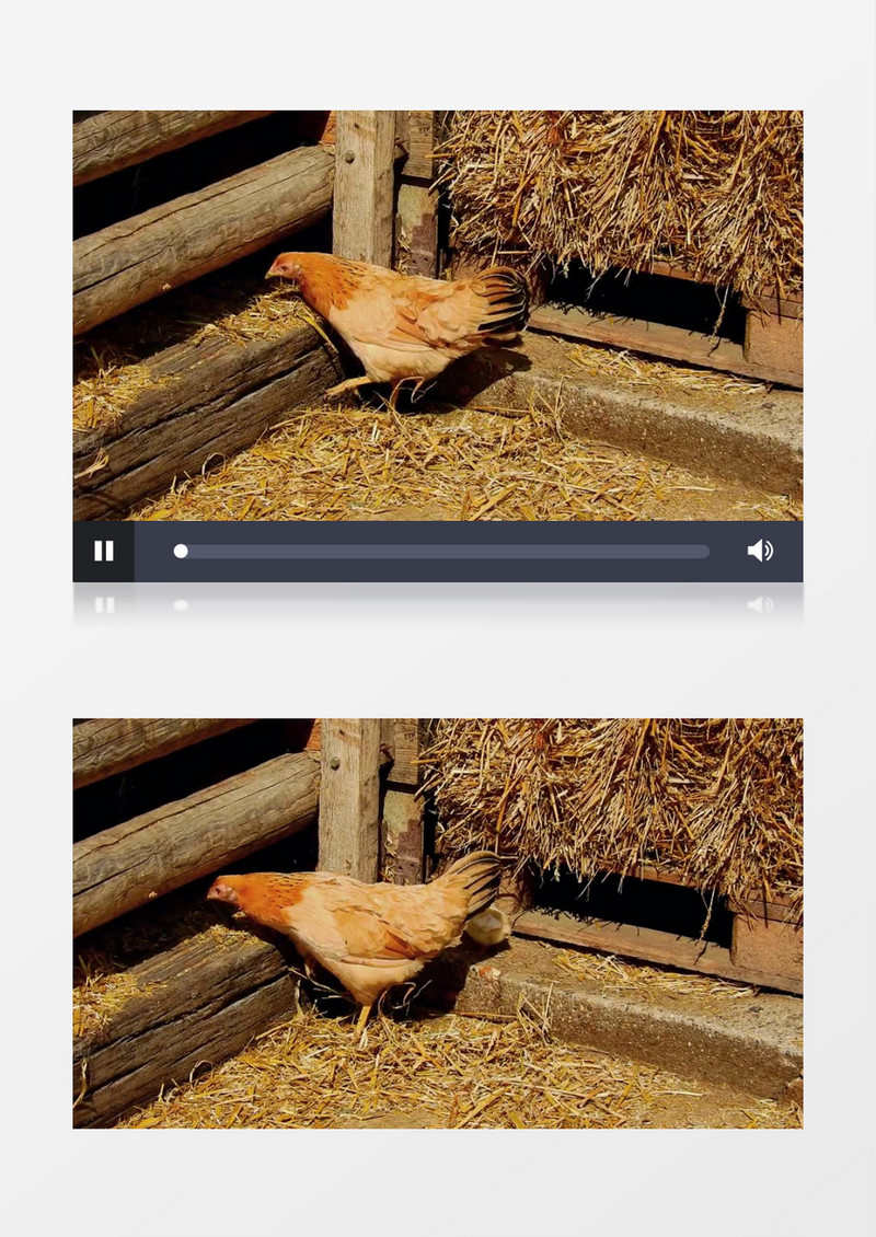 一只母鸡领着两只小鸡传过栅栏觅食实拍视频素材