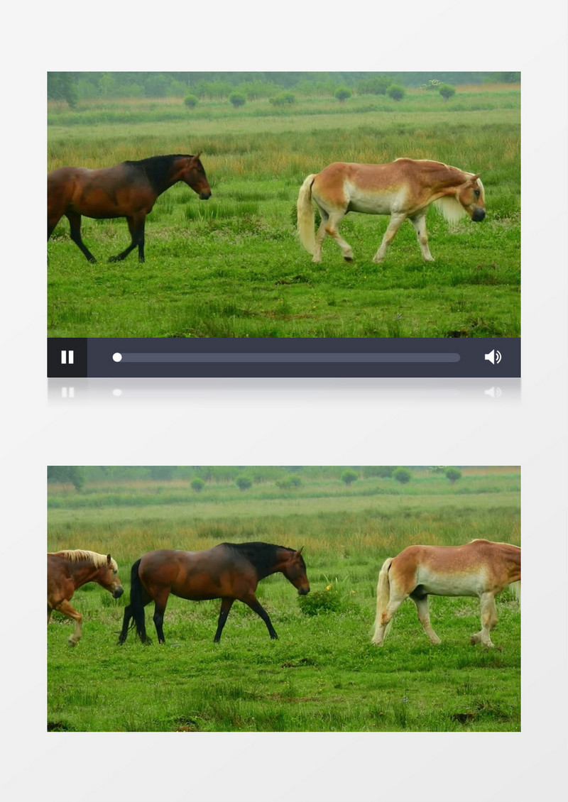 两匹马缓缓的走在草地上实拍视频素材
