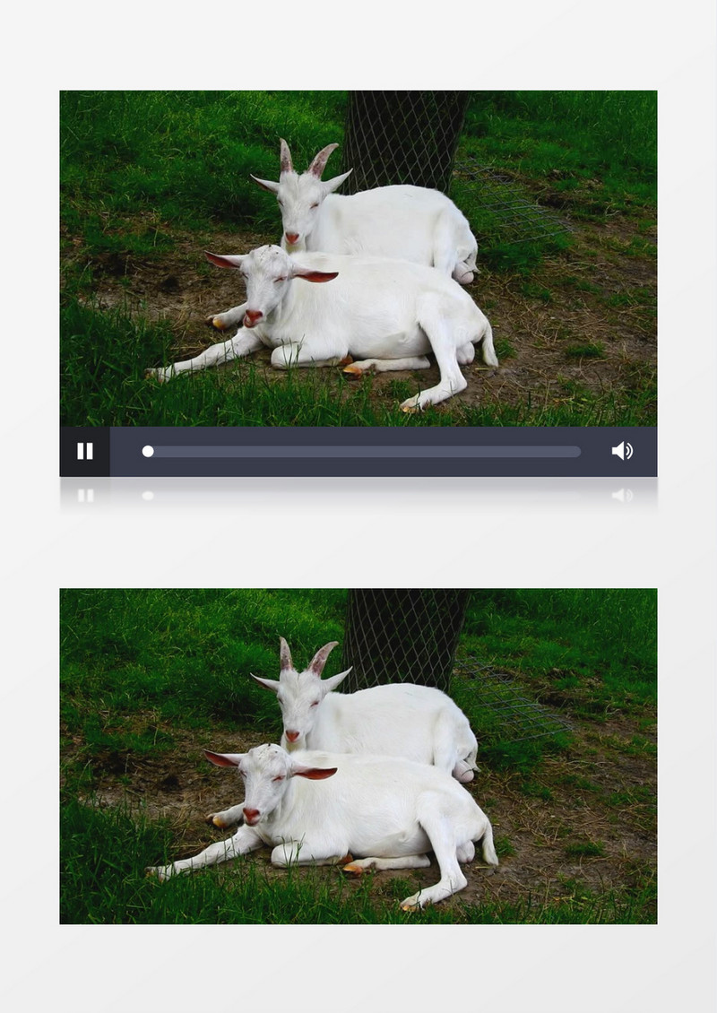两只山羊在草地上反刍实拍视频素材