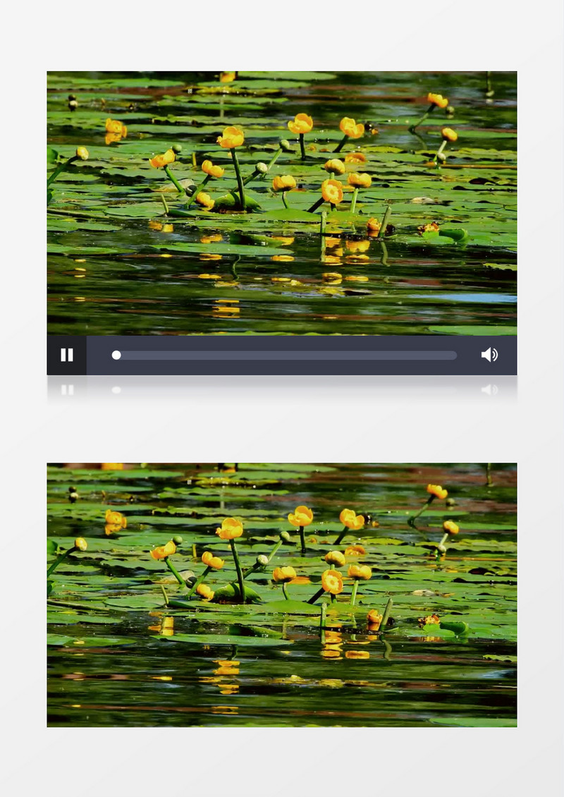 萍蓬草绽放在湖水中实拍视频素材