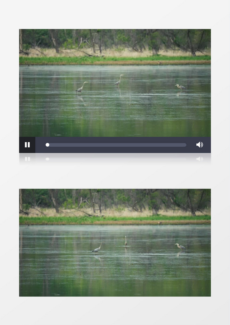 几只鹭鸶在水面上行走实拍视频素材