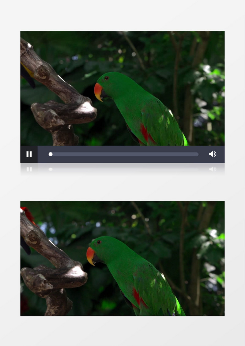 一只绿色的鹦鹉站在树干上实拍视频素材