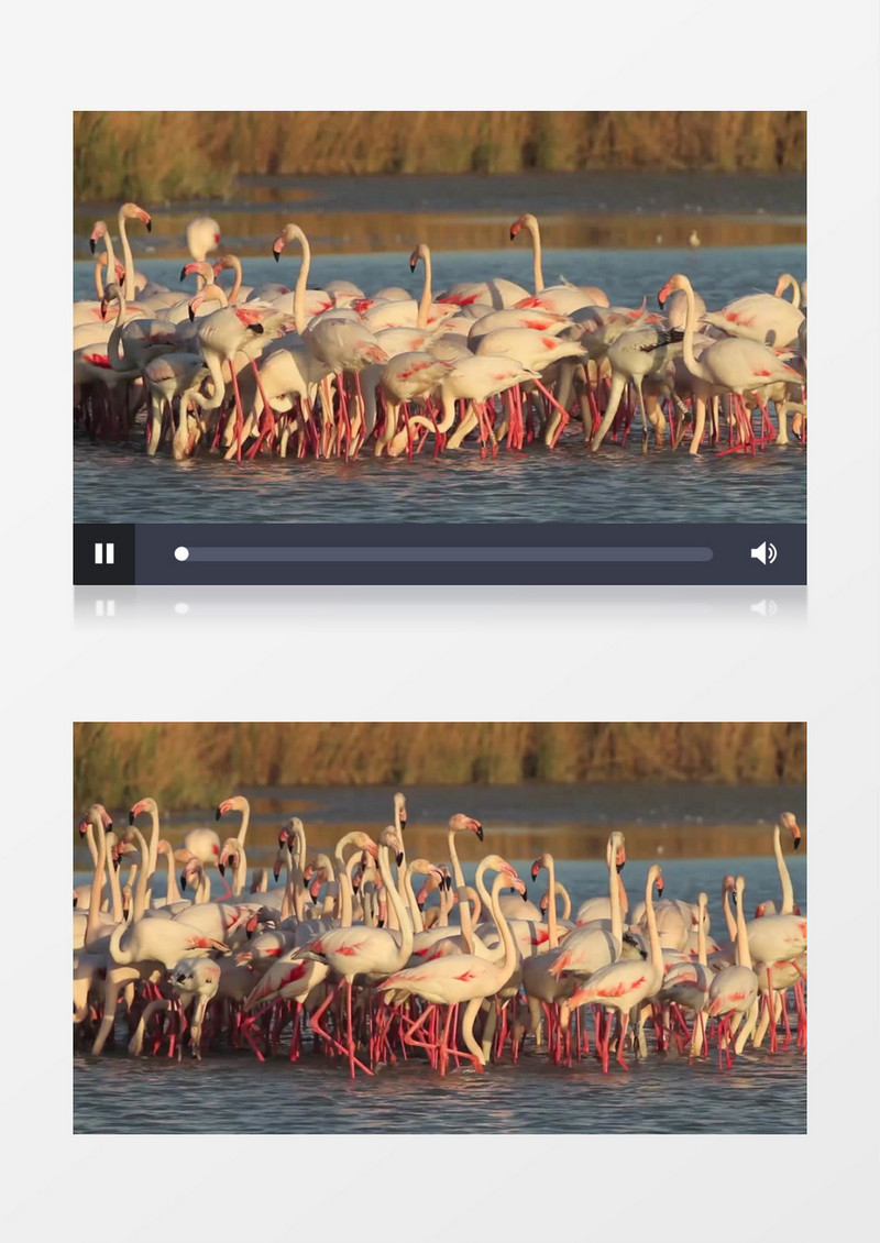 一群火烈鸟在水中觅食实拍视频素材
