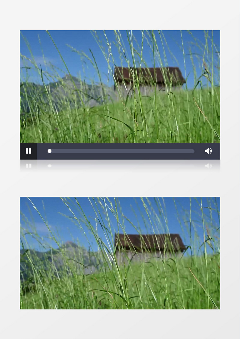 山上随风飘动的小草实拍视频素材