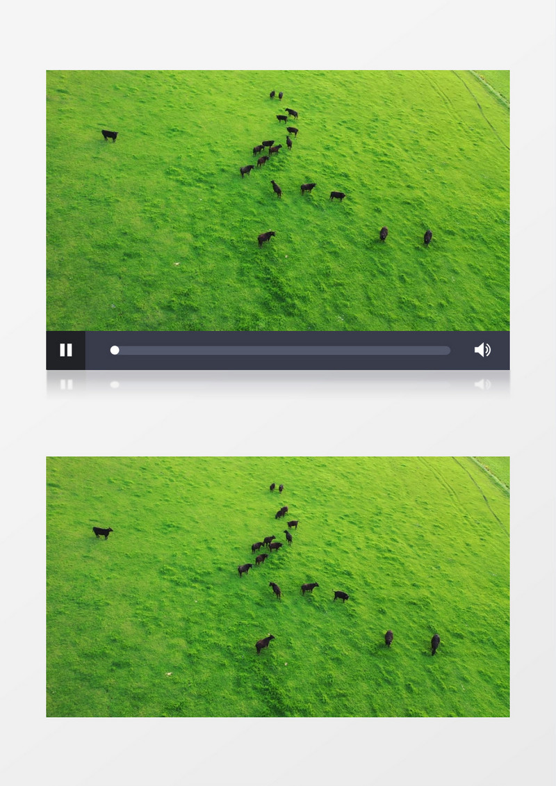 嫩绿的草地上一群黑牛在觅食实拍视频素材
