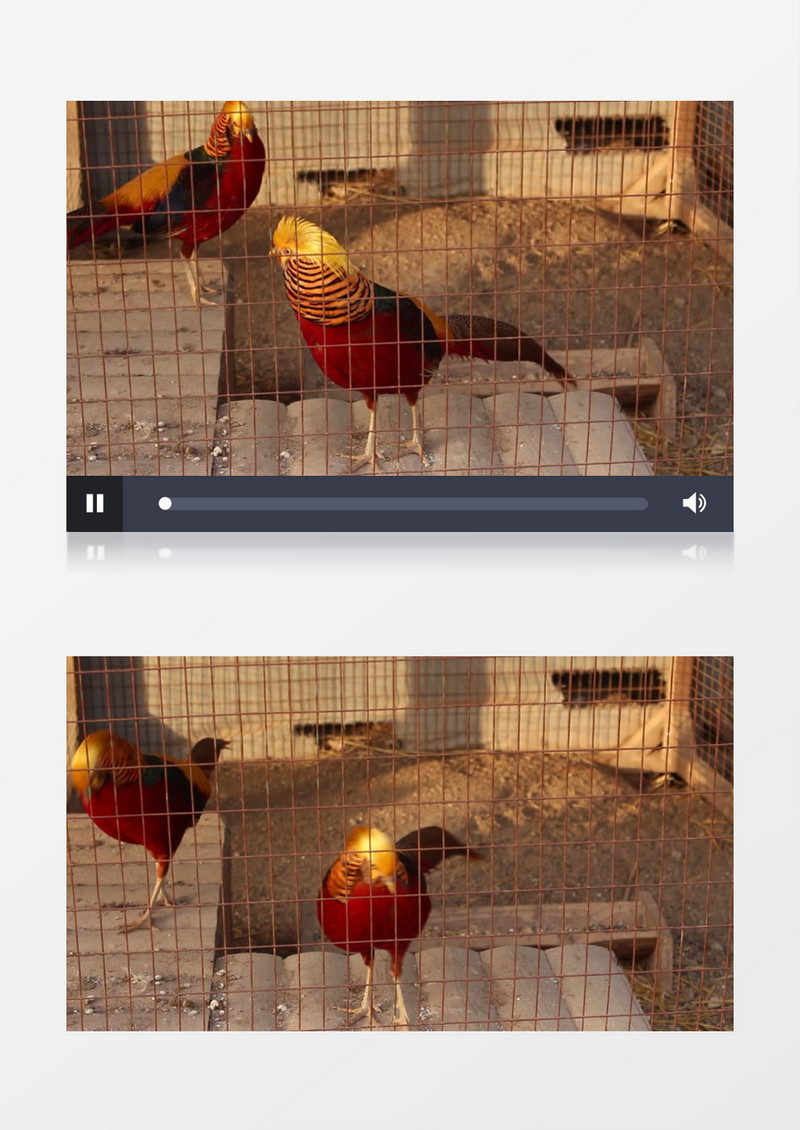 被关在笼子中的两只锦鸡实拍视频素材