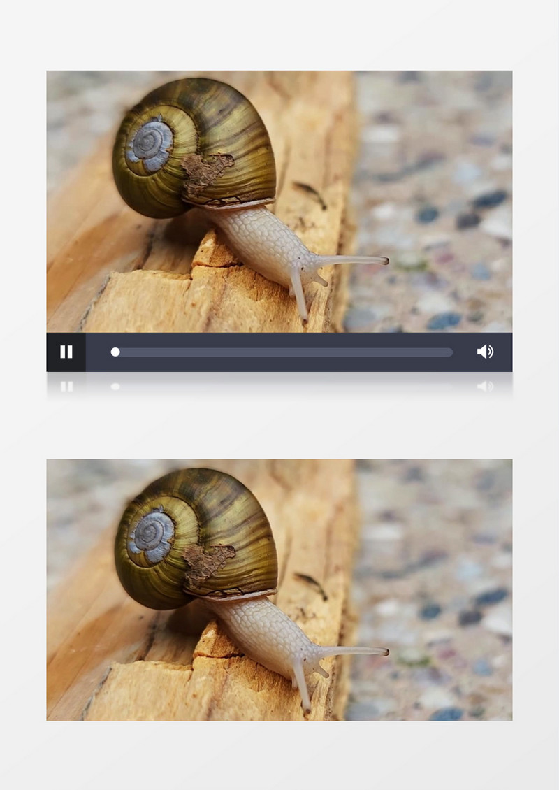 一只蜗牛在缓缓的往前移动实拍视频素材