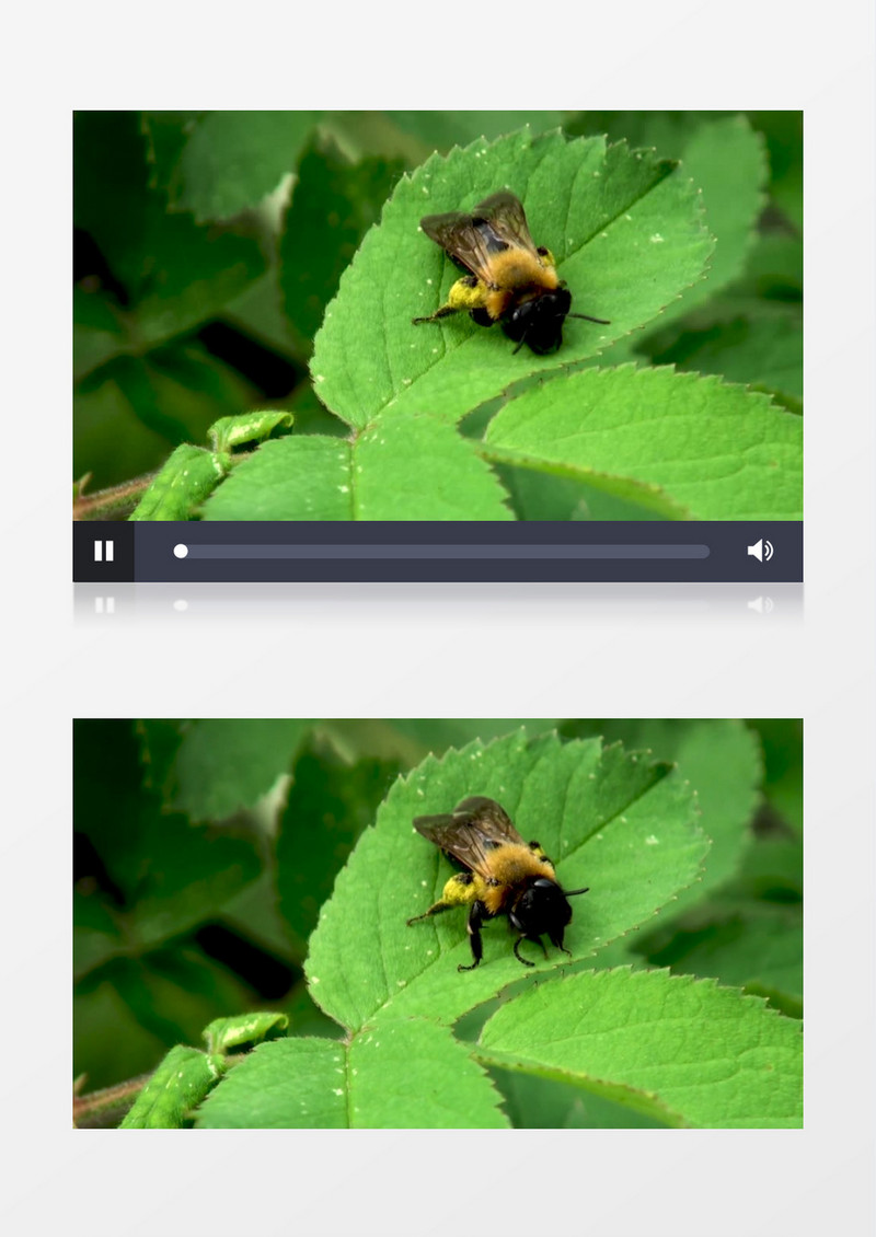 一只木蜂趴在树叶上实拍视频素材